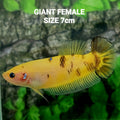 Yellow Marsupilami HMPK GIANT Female For Sorority Tank/Breed