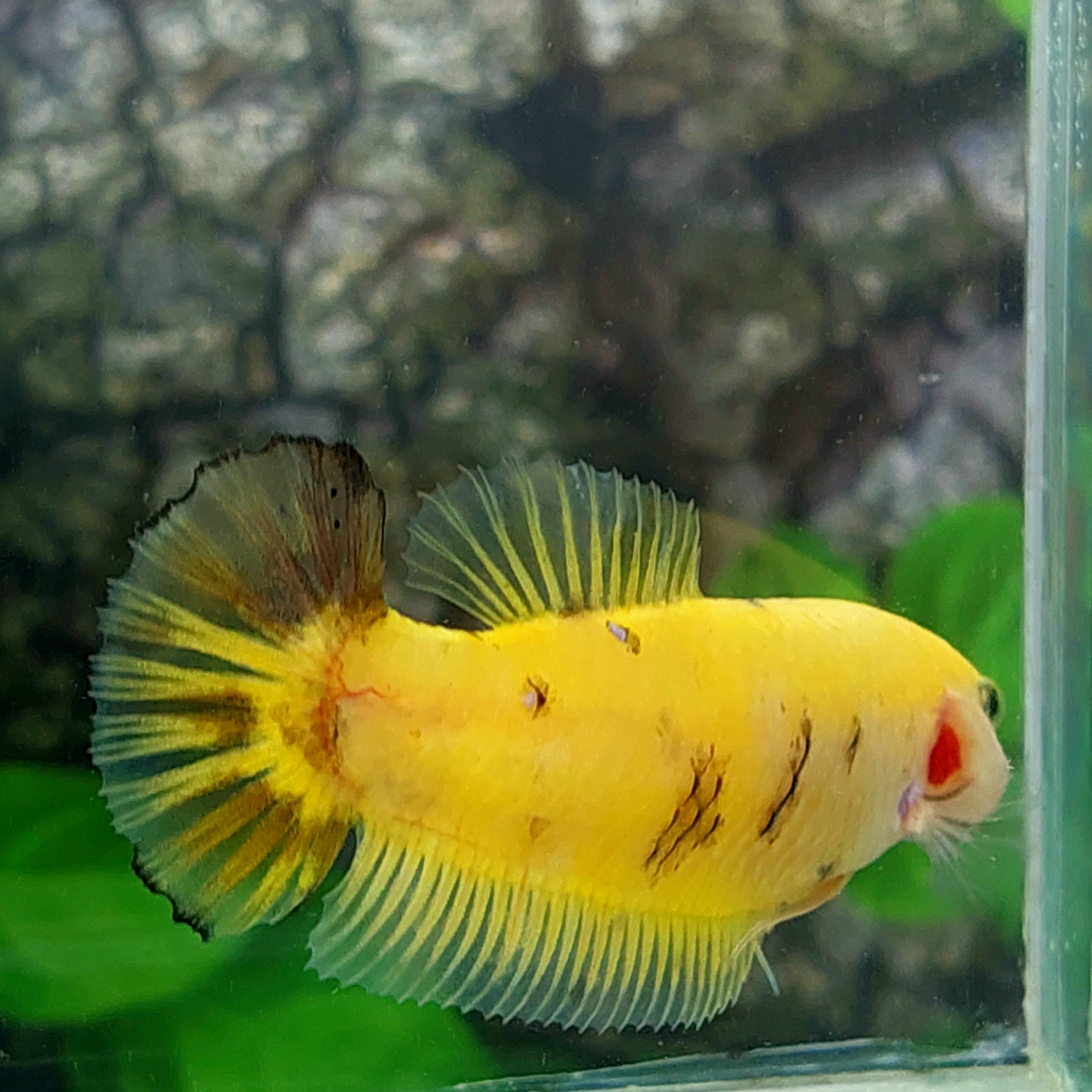 Yellow Marsupilami HMPK GIANT Female For Sorority Tank/Breed