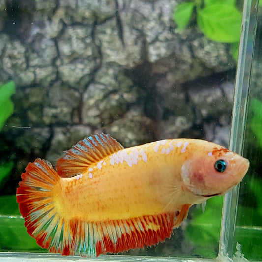 Orange Galaxy HMPK GIANT Female For Sorority Tank/Breed