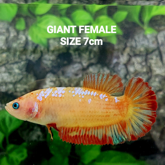 Orange Galaxy HMPK GIANT Female For Sorority Tank/Breed