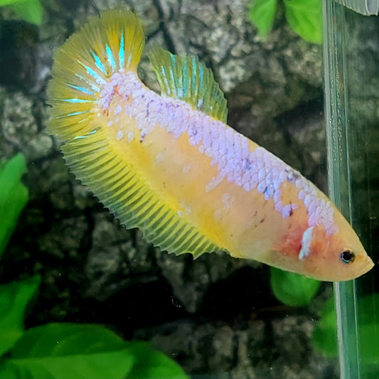 Yellow Pink Samurai HMPK GIANT Female For Sorority Tank/Breed