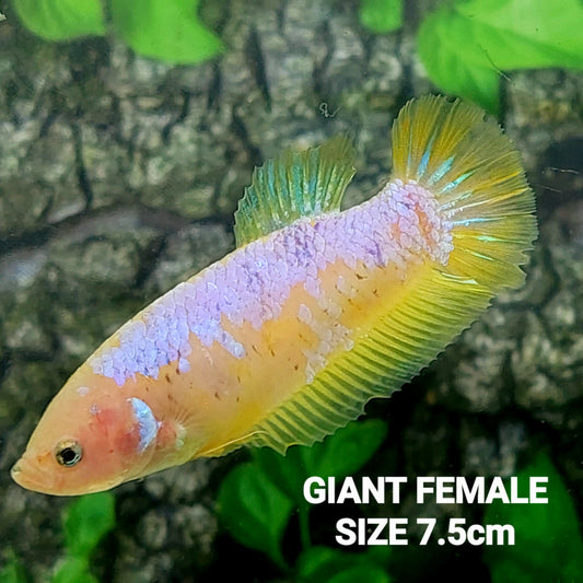 Yellow Pink Samurai HMPK GIANT Female For Sorority Tank/Breed