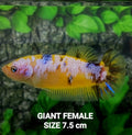 Yellow Koi Galaxy HMPK GIANT Female For Sorority Tank/Breed