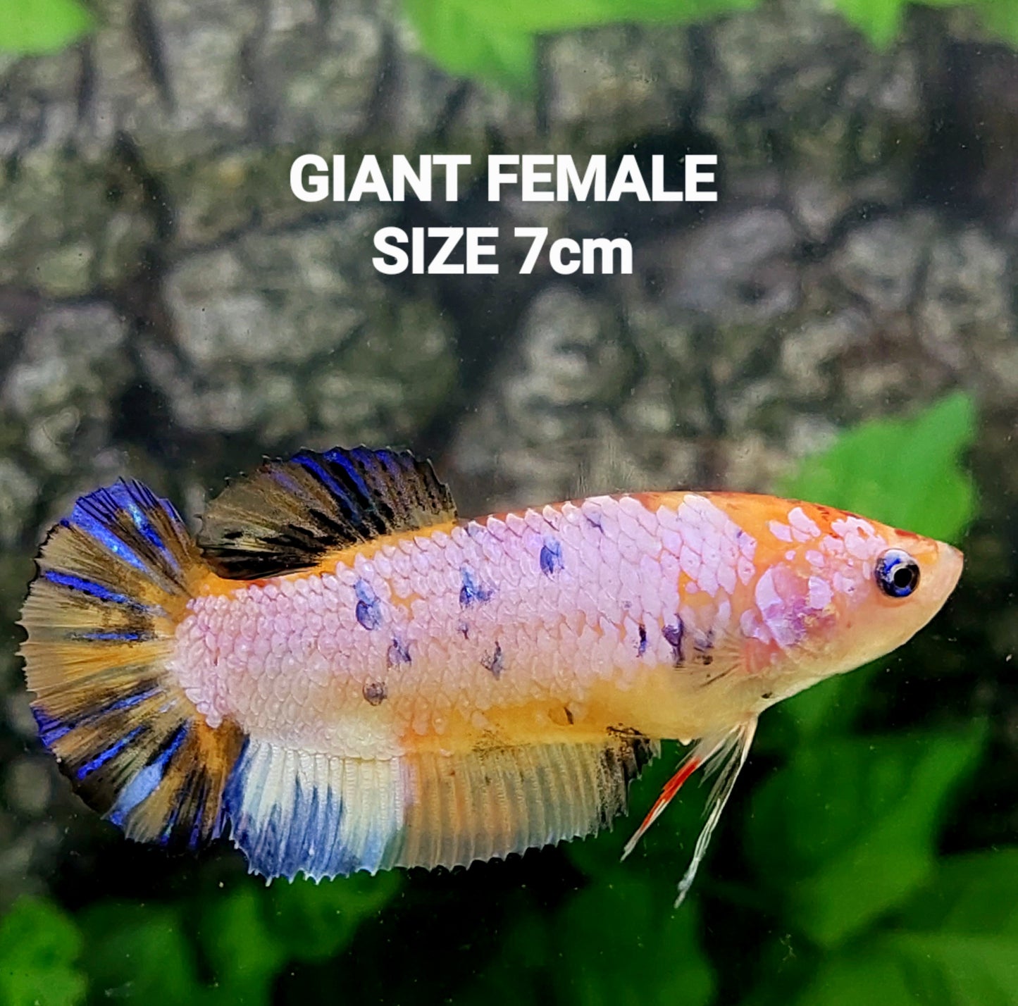 Multicolor Pink Candy HMPK GIANT Female For Sorority Tank/Breed