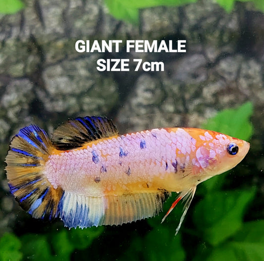 Fancy Pink Samurai HMPK GIGANTE hembra para hermandad de mujeres tanque/raza