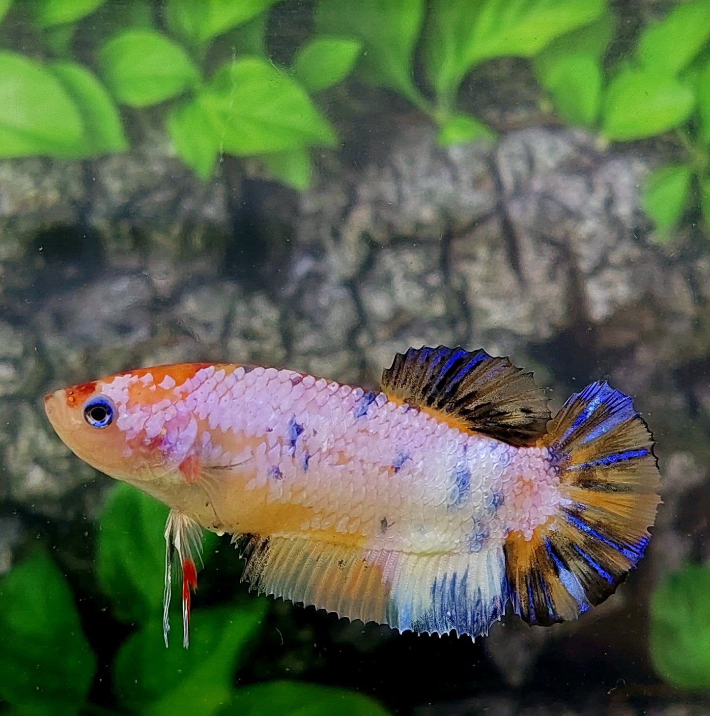 Multicolor Pink Candy HMPK GIANT Female For Sorority Tank/Breed