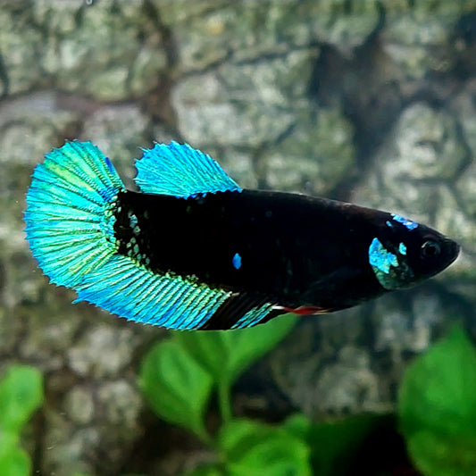 Turquoise Black Light HMPK Female For Sorority Tank/Breed