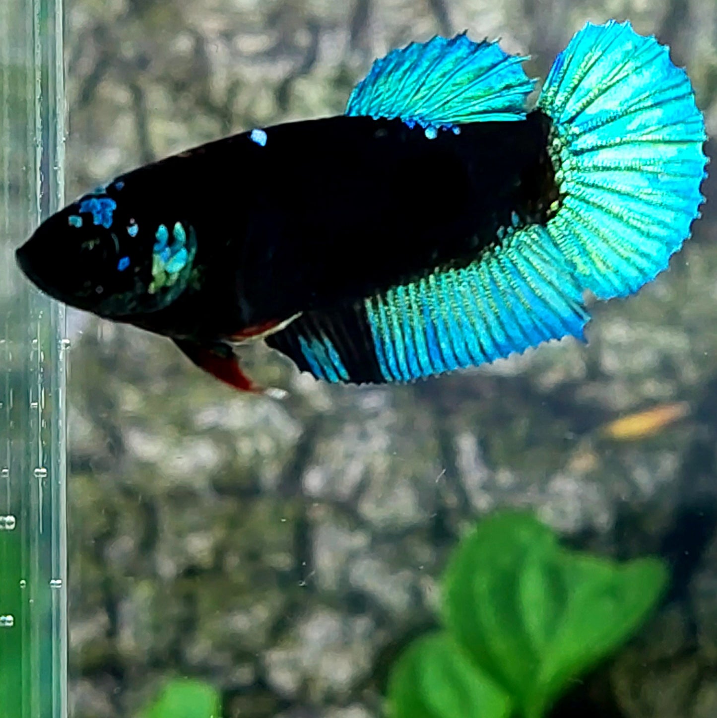 Turquoise Black Light HMPK Female For Sorority Tank/Breed