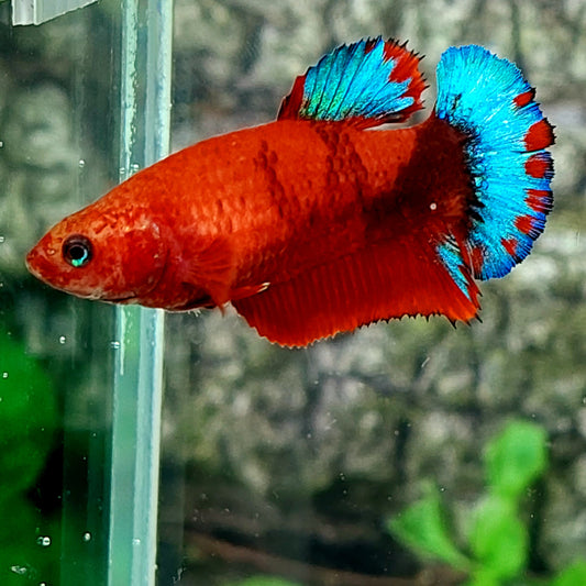 Hellboy Bluetail HMPK Female For Sorority Tank/Breed