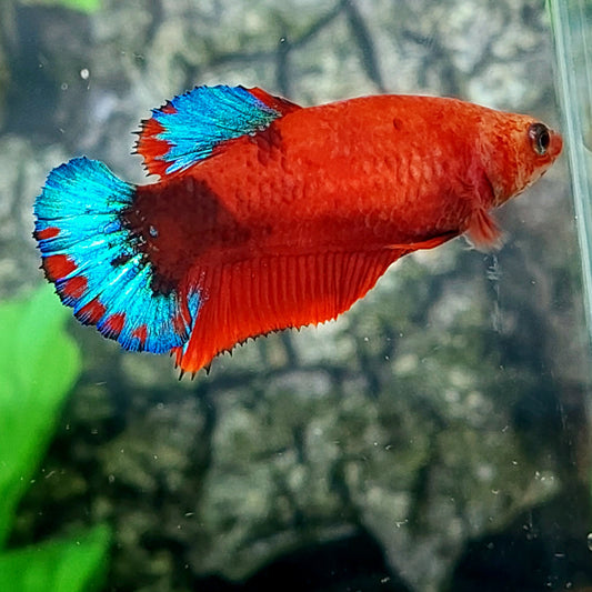 Hellboy Bluetail HMPK Female For Sorority Tank/Breed