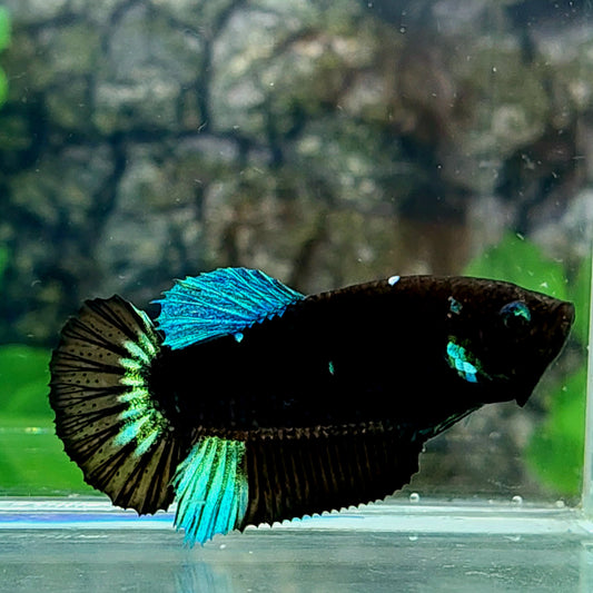 Turquoise Black Light HMPK Female For Sorority Tank/Breed