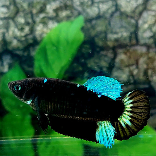 Turquoise Black Light HMPK Female For Sorority Tank/Breed