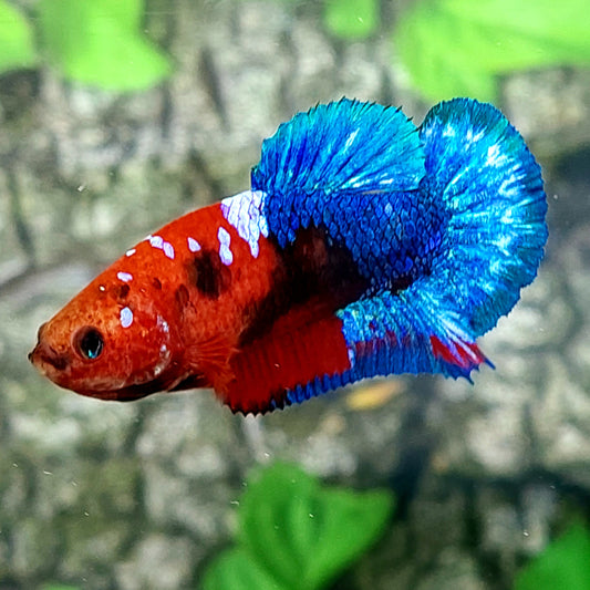 Hellboy Bluetail HMPK Female For Sorority Tank/Breed