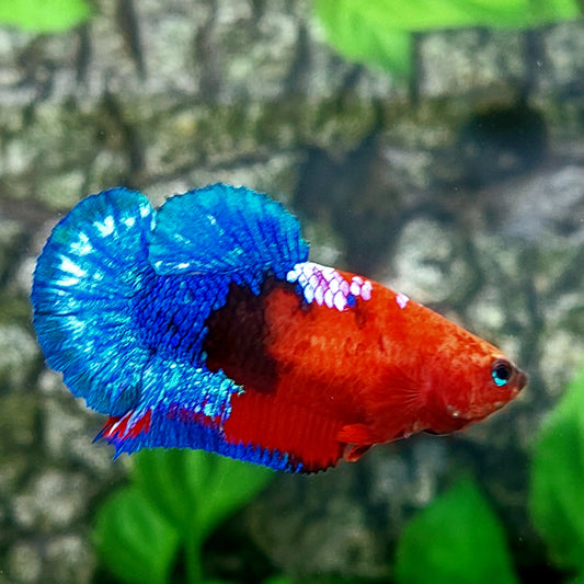 Hellboy Bluetail HMPK Female For Sorority Tank/Breed