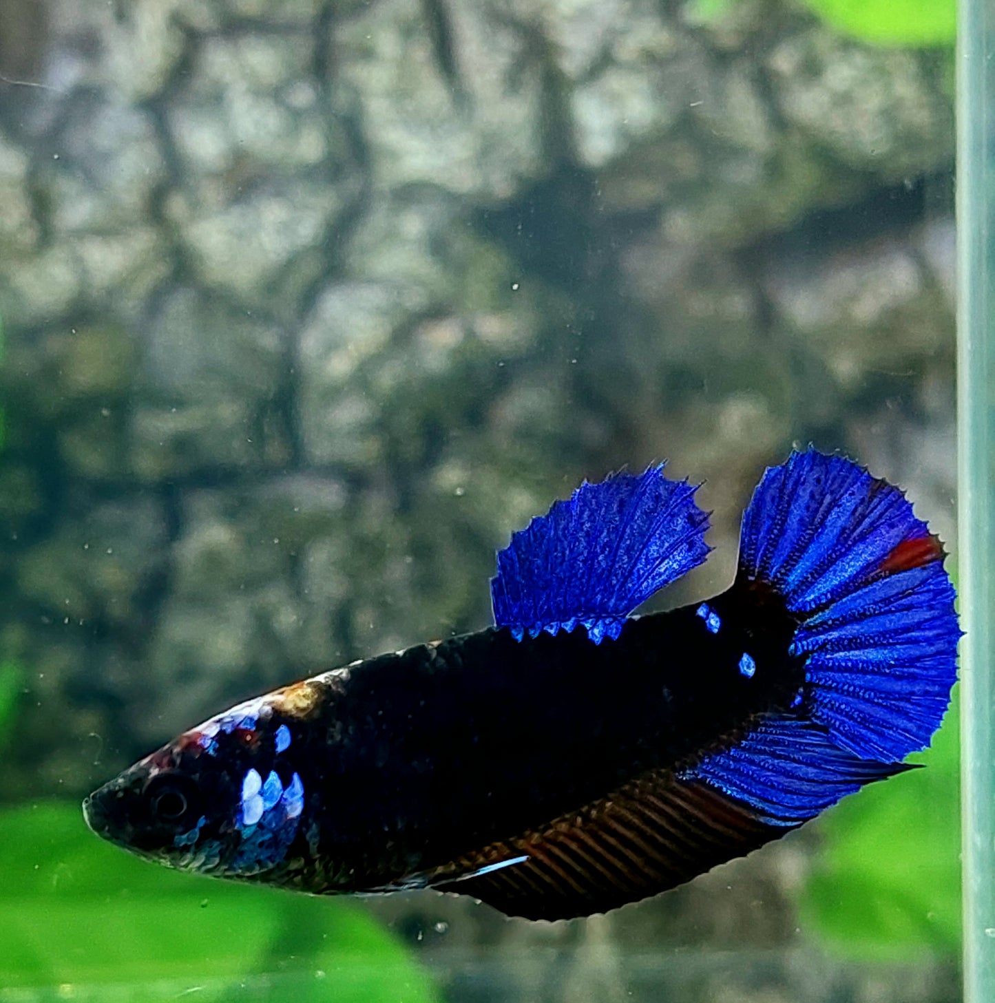 Blue Black Star Galaxy HMPK Female For Sorority Tank/Breed