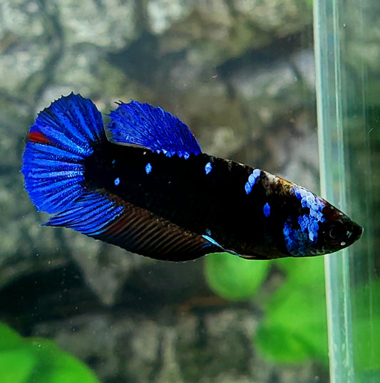 Blue Black Star Galaxy HMPK Female For Sorority Tank/Breed