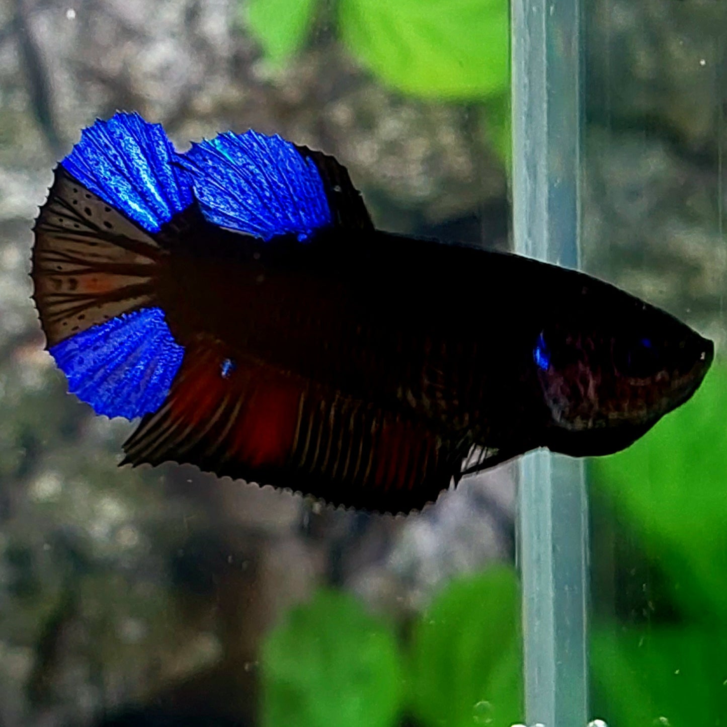 Blue Black Light HMPK Female For Sorority Tank/Breed