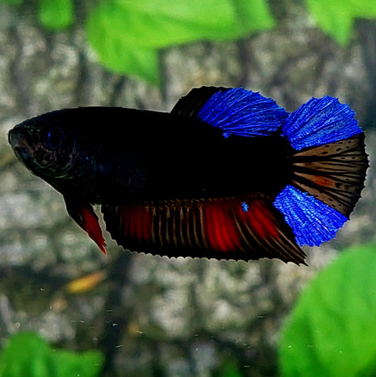 Blue Black Light HMPK Female For Sorority Tank/Breed