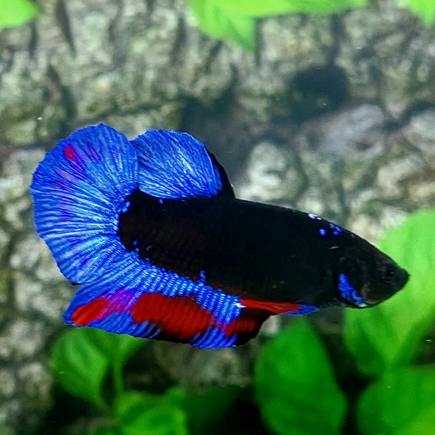 Blue Black Light HMPK Male