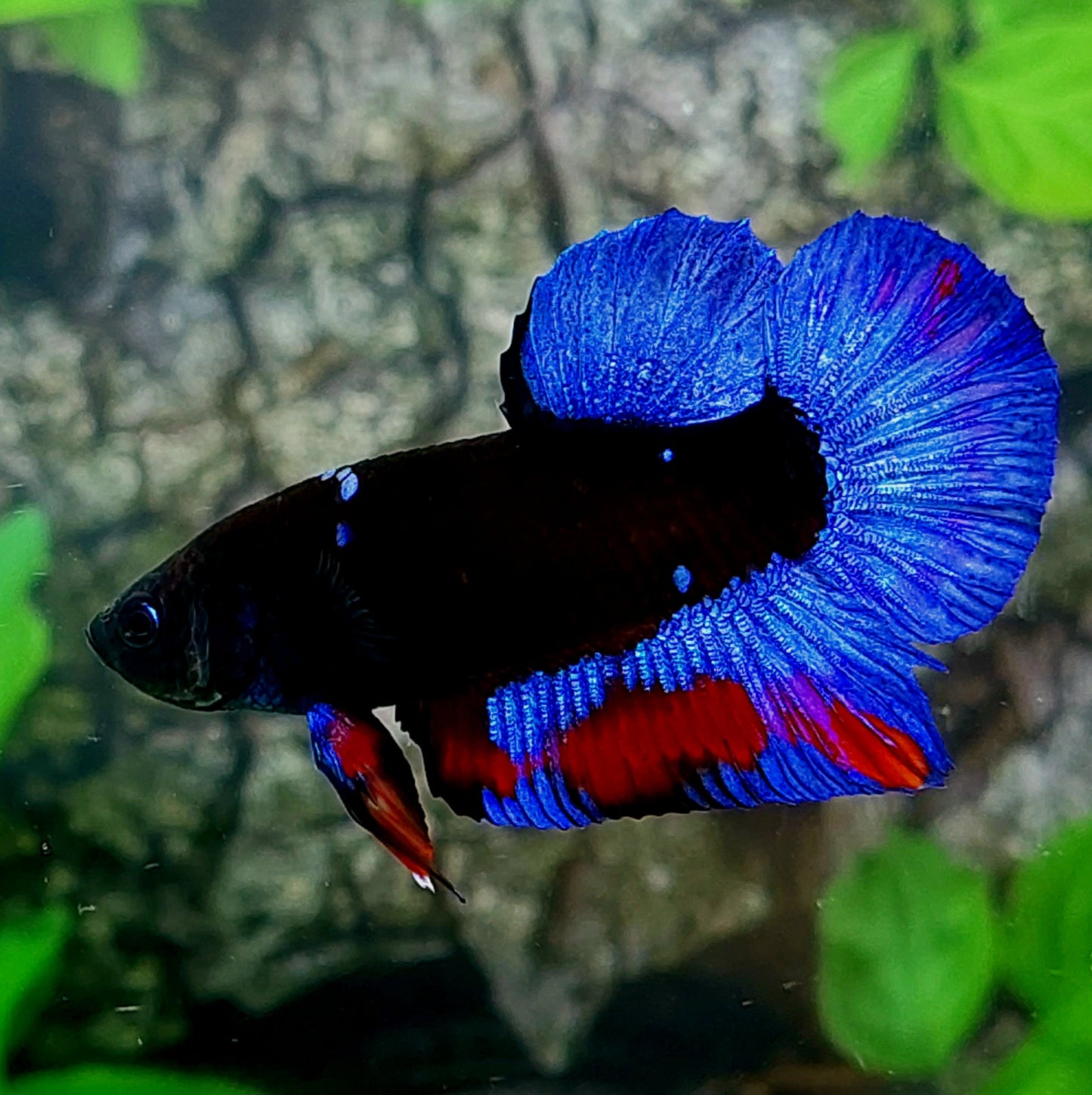 Blue Black Light HMPK Male