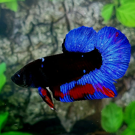 Blue Black Light HMPK Male