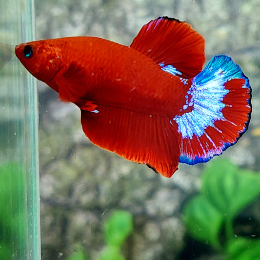 Hellboy HMPK Male