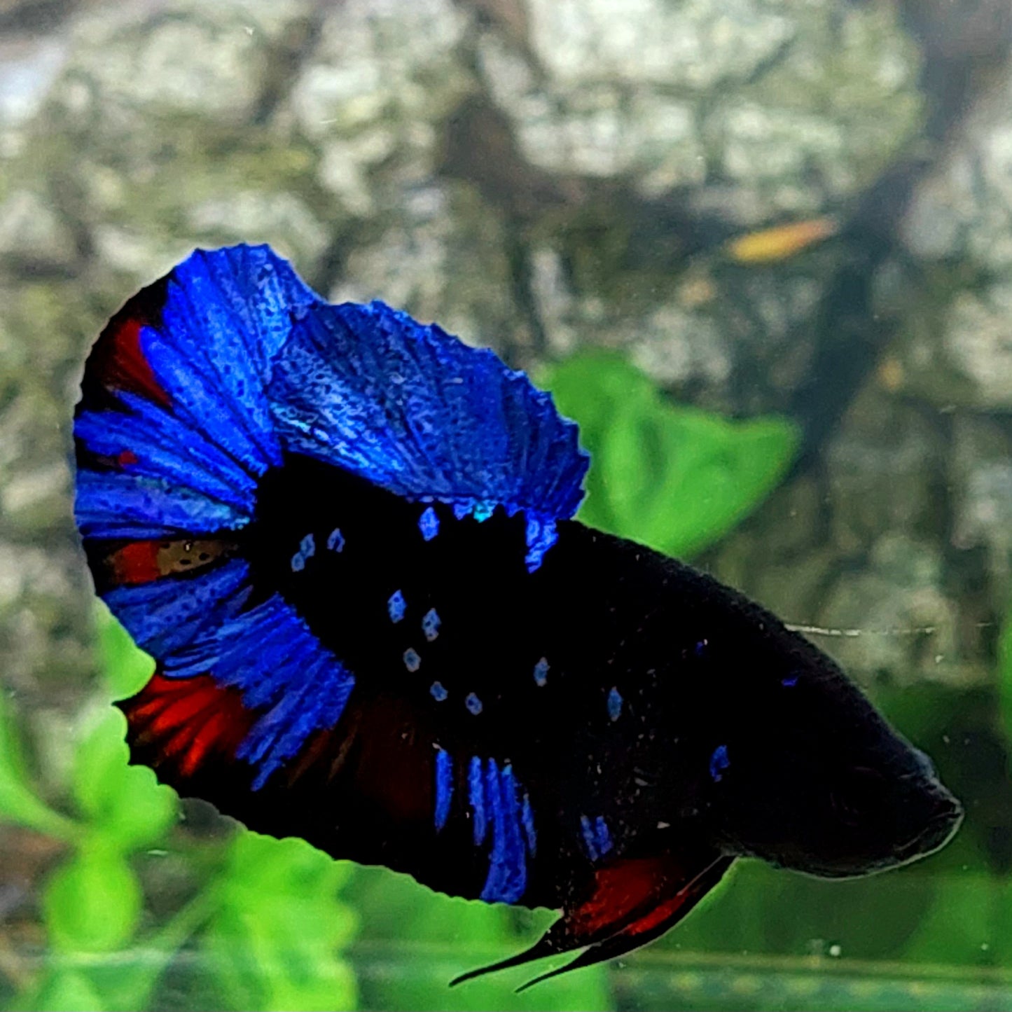 Blue Black Star Galaxy HMPK Male