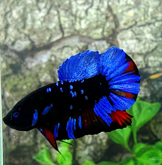 Blue Black Star Galaxy HMPK Male