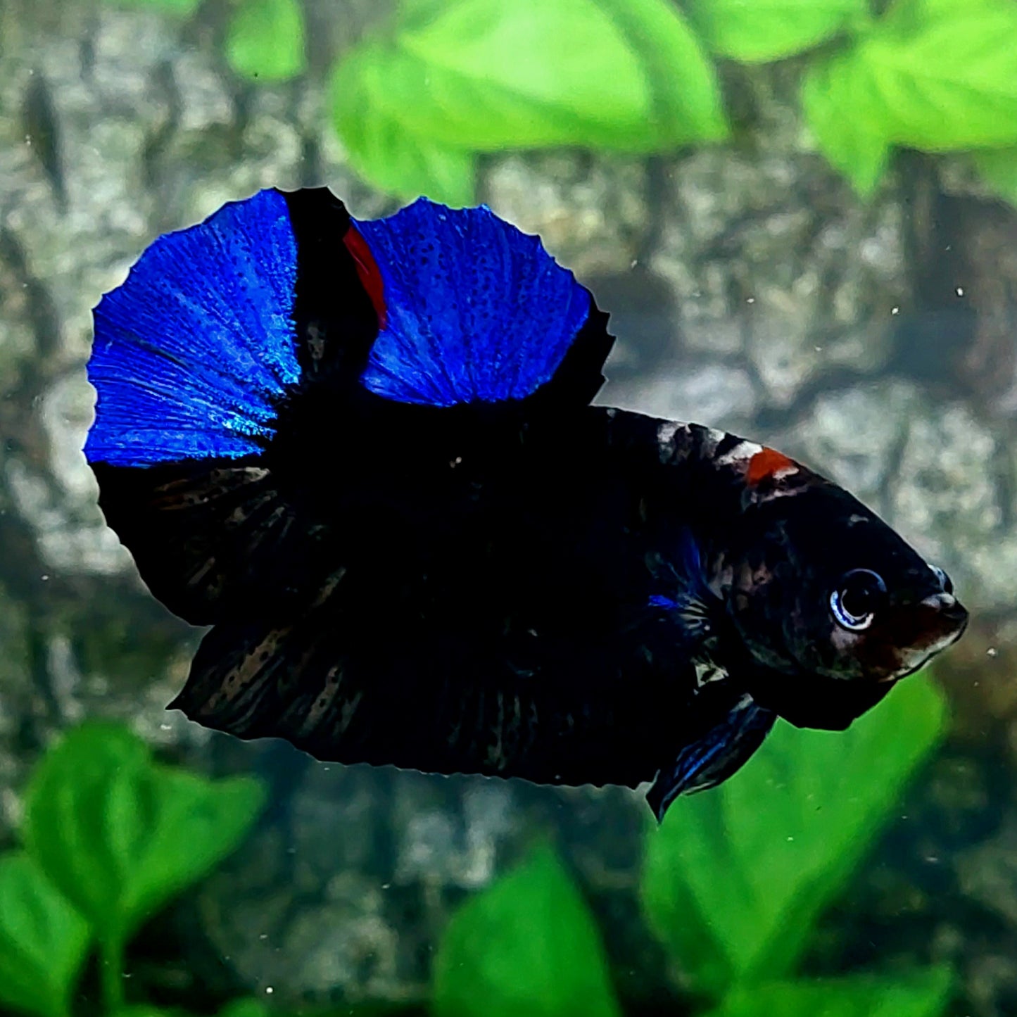 Blue Black Light HMPK Male