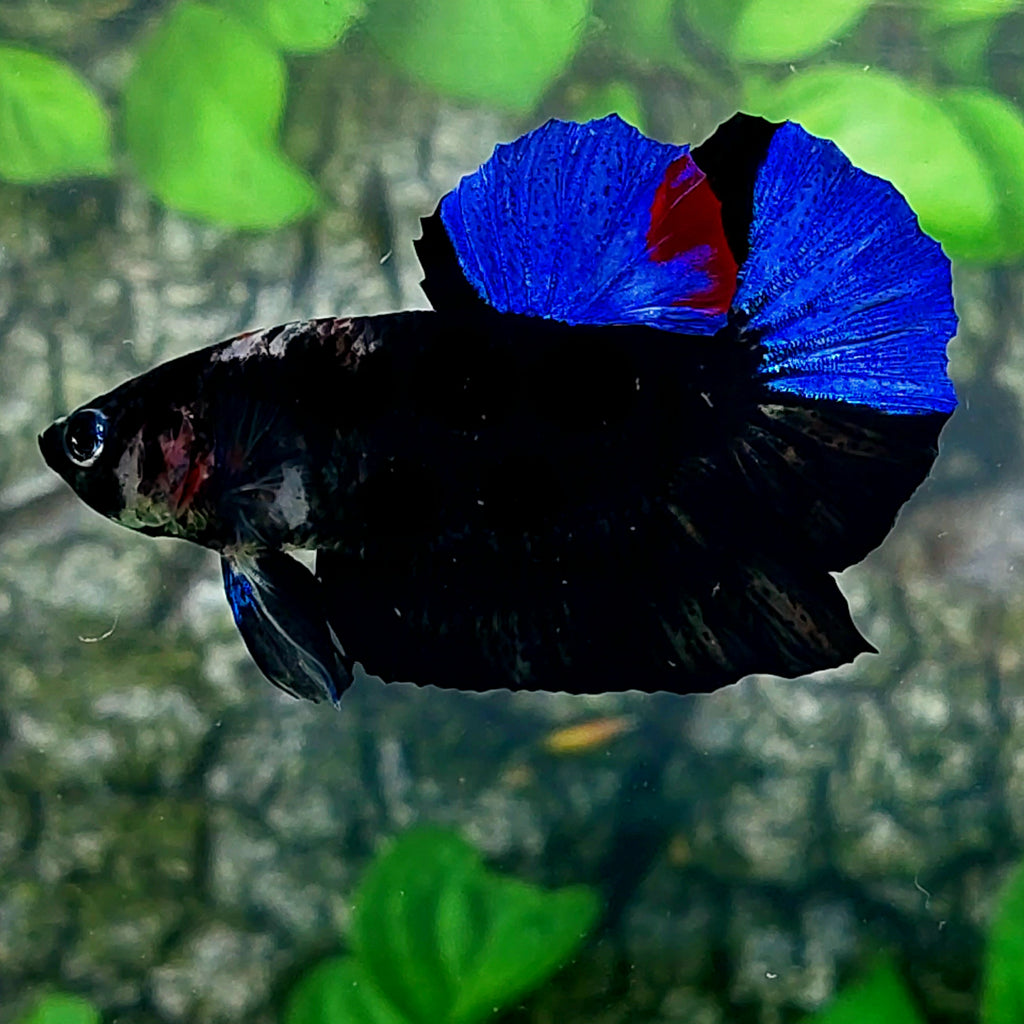 Blue Black Light HMPK Male