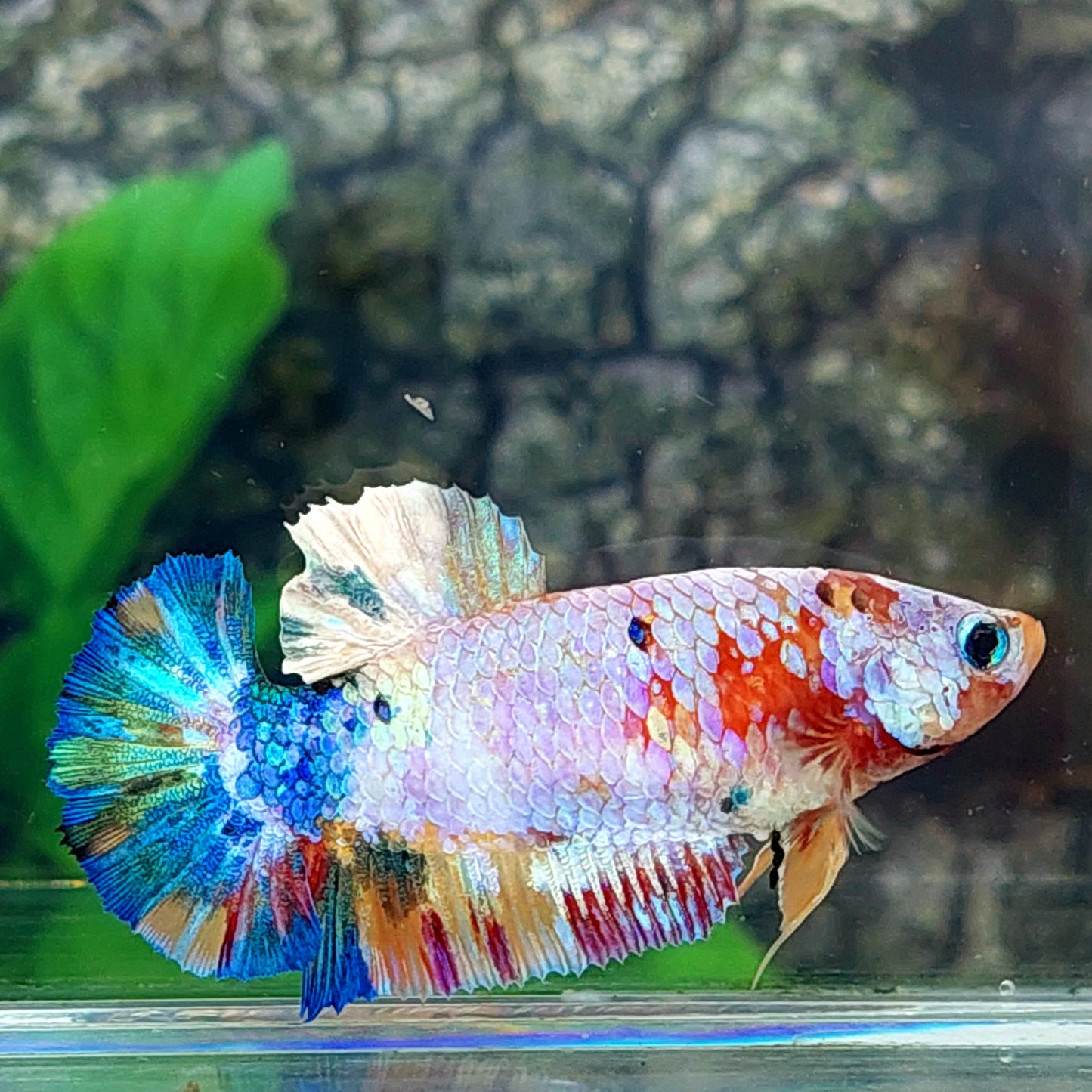 Multicolor HMPK Female For Sorority Tank/Breed