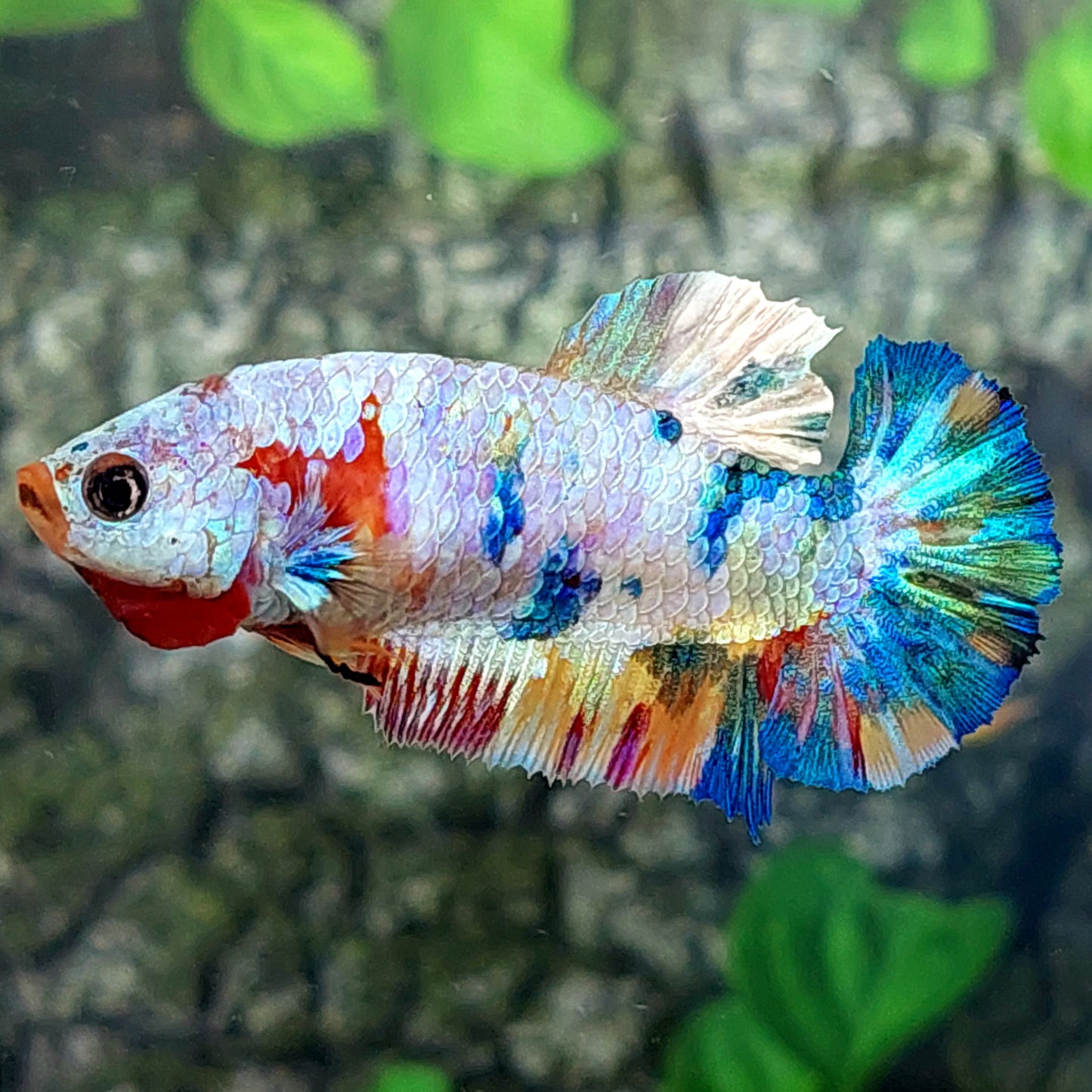 Multicolor HMPK Female For Sorority Tank/Breed