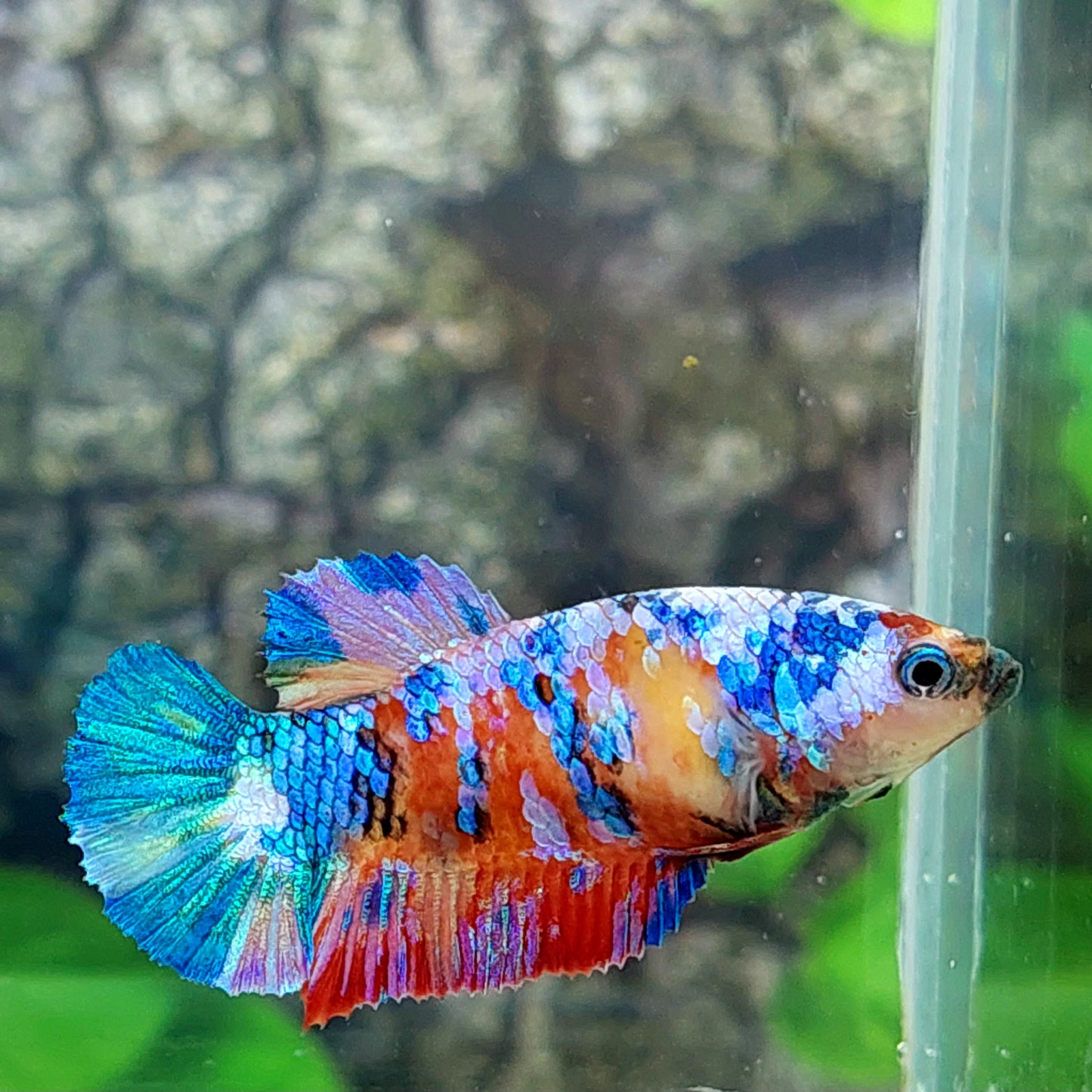 Multicolor Galaxy HMPK Female For Sorority Tank/Breed