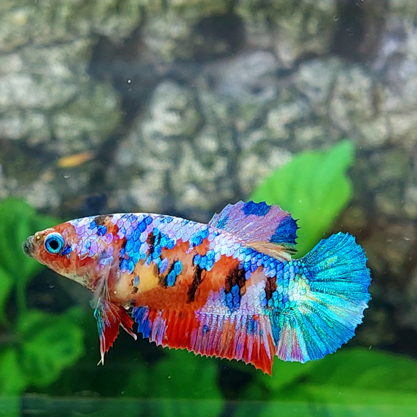 Multicolor Galaxy HMPK Female For Sorority Tank/Breed