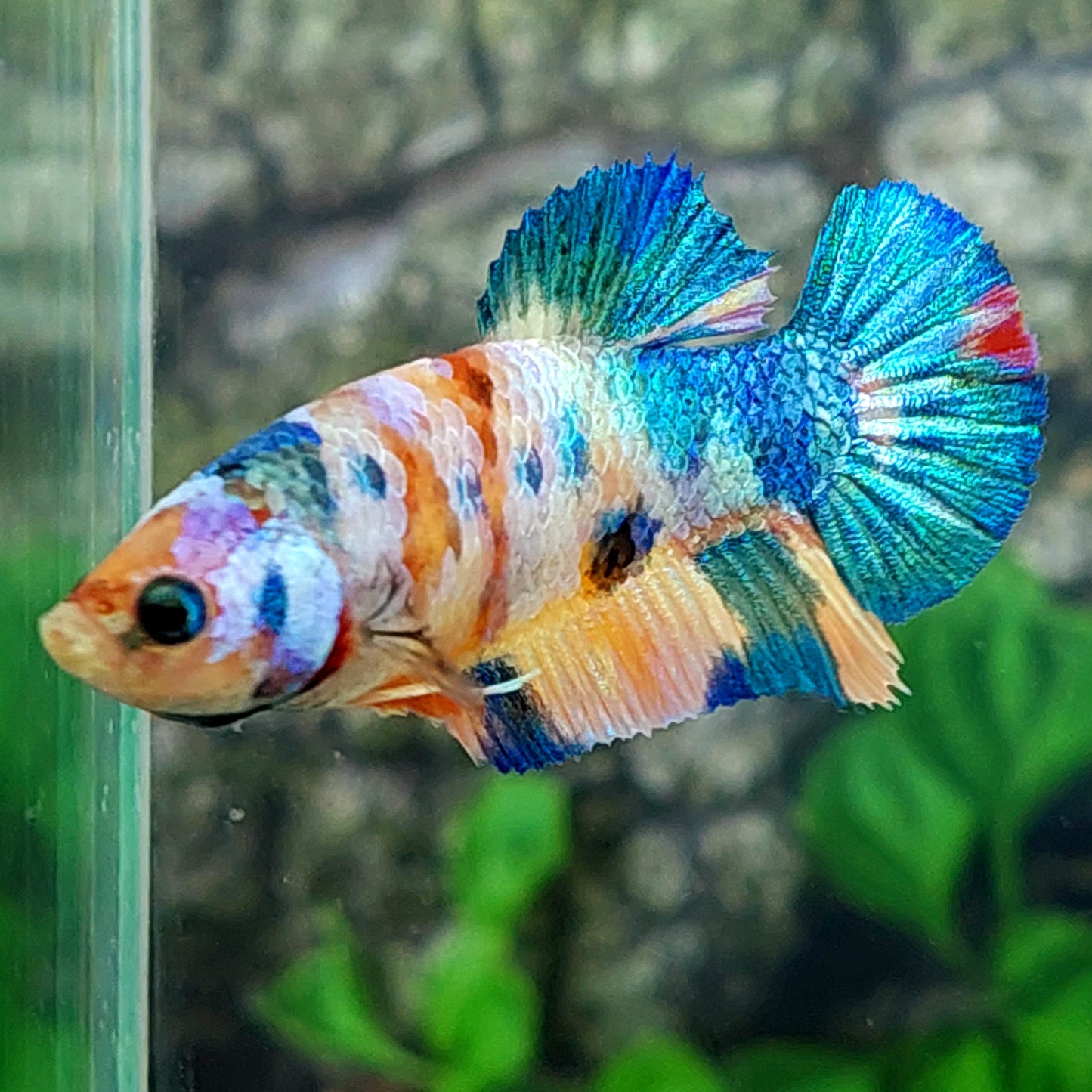 Multicolor Galaxy HMPK Female For Sorority Tank/Breed