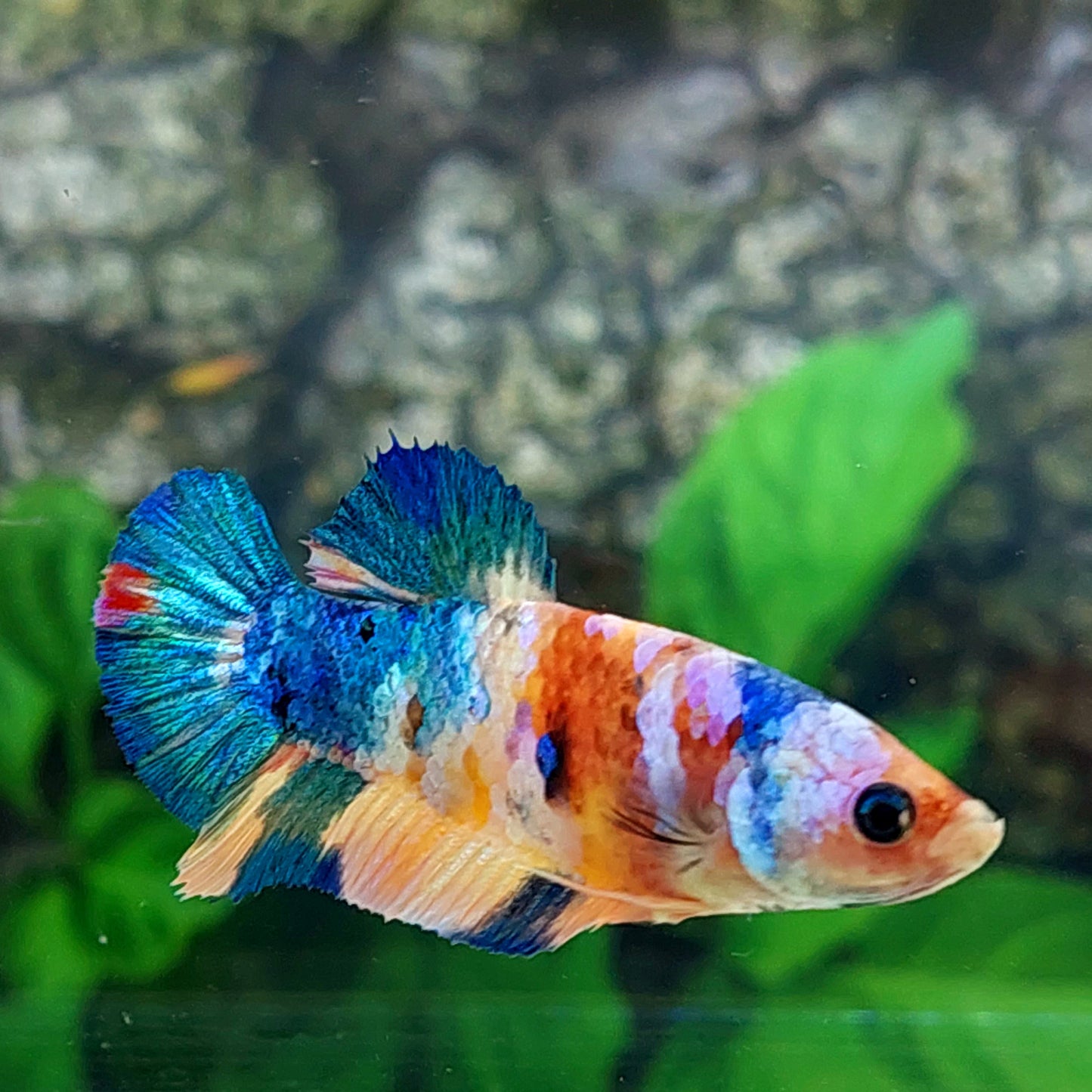 Multicolor Galaxy HMPK Female For Sorority Tank/Breed