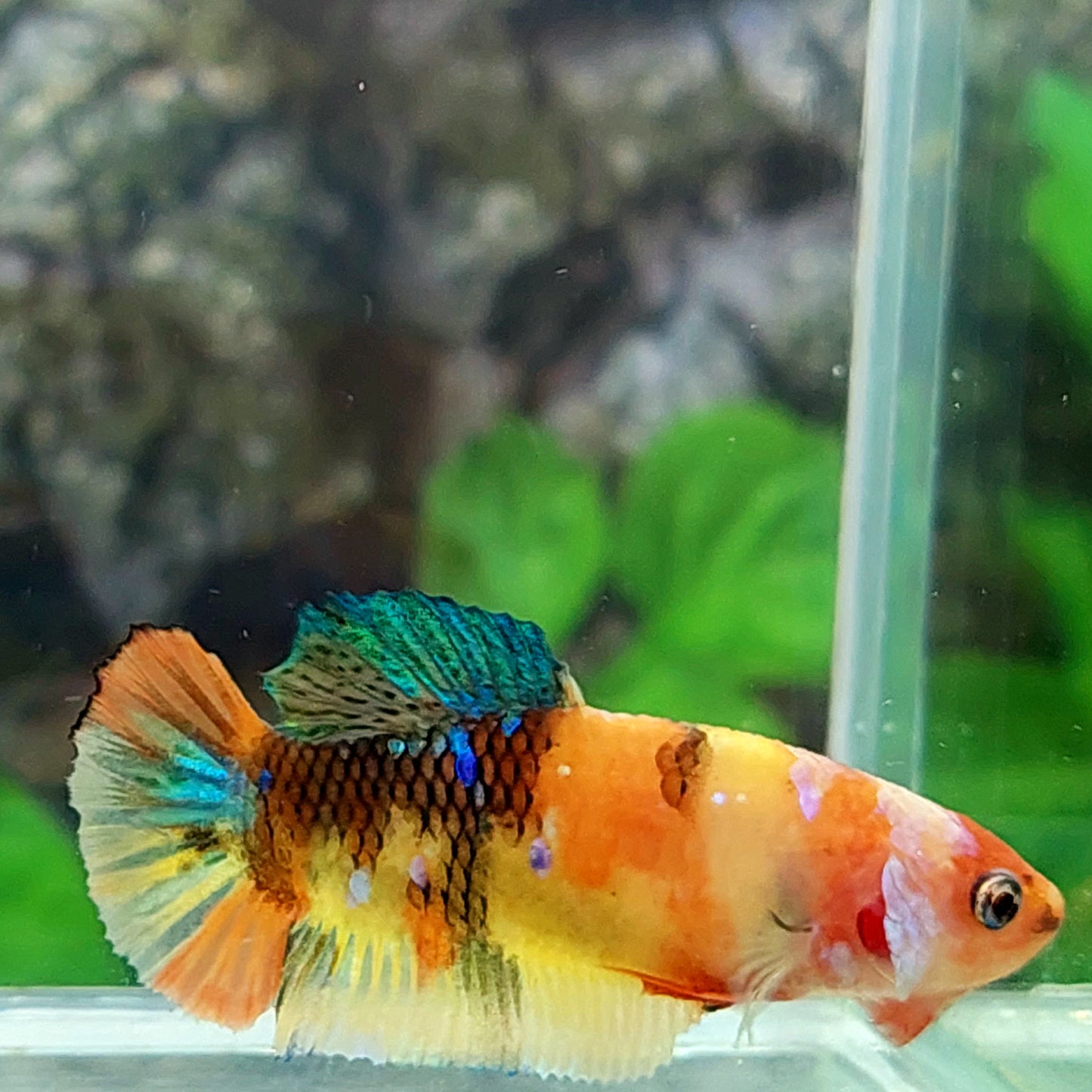 Yellowbase Multicolor Galaxy HMPK Female For Sorority Tank/Breed