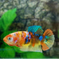 Yellowbase Multicolor Galaxy HMPK Female For Sorority Tank/Breed