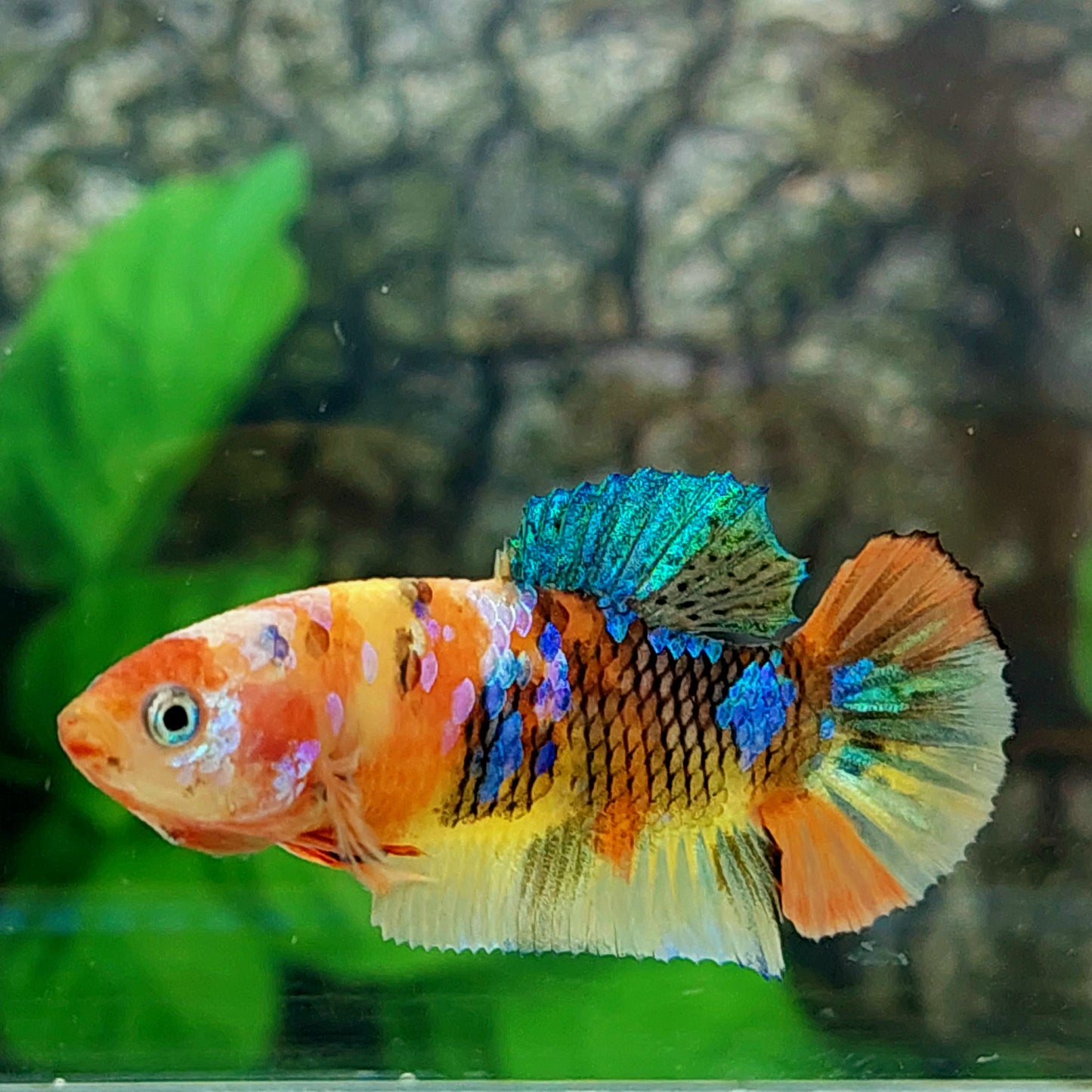 Yellowbase Multicolor Galaxy HMPK Female For Sorority Tank/Breed