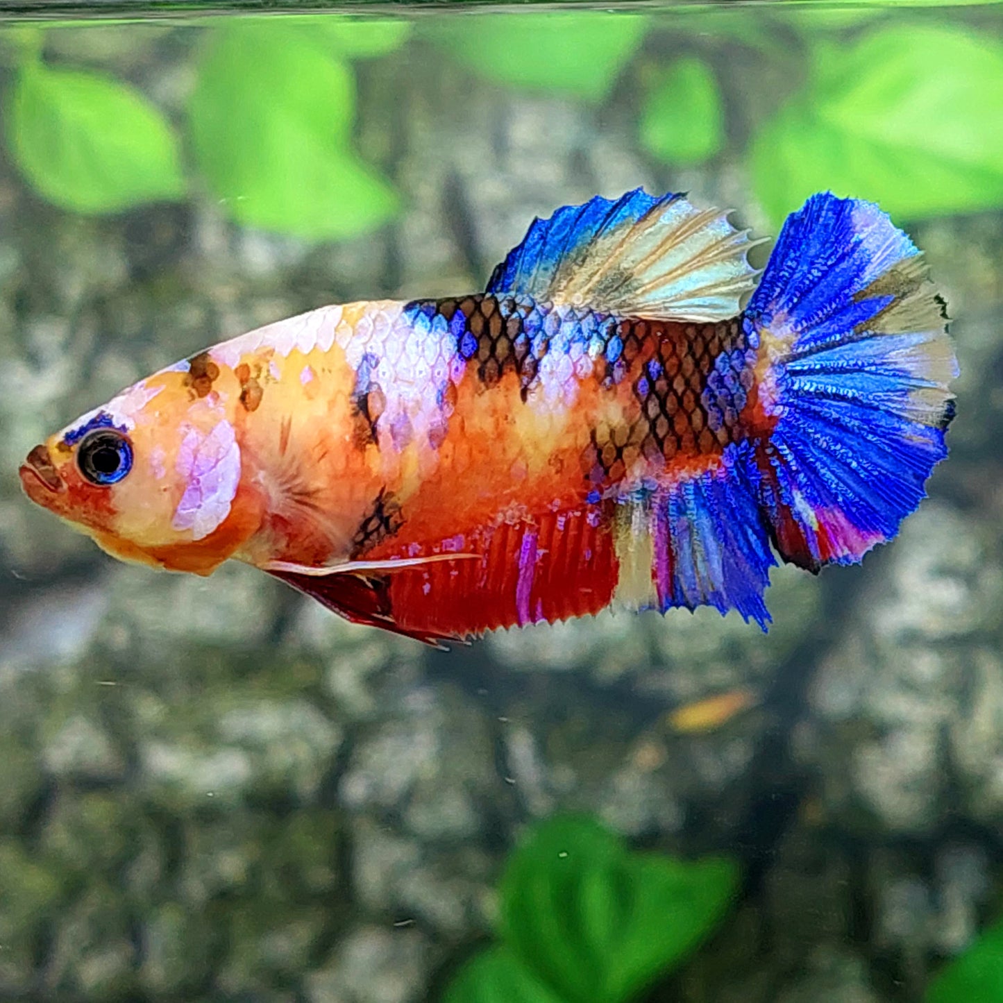 Multicolor Galaxy HMPK Female For Sorority Tank/Breed