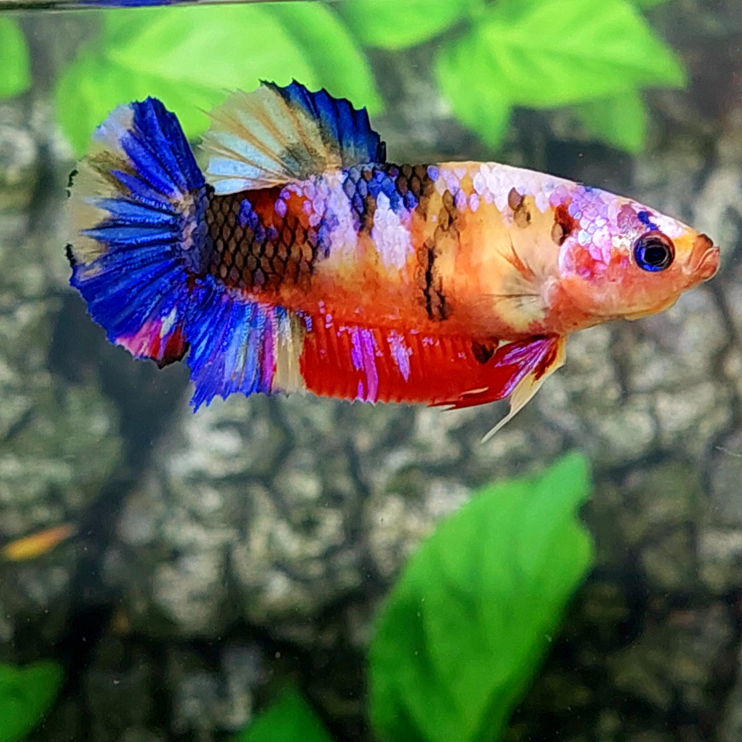 Multicolor Galaxy HMPK Female For Sorority Tank/Breed