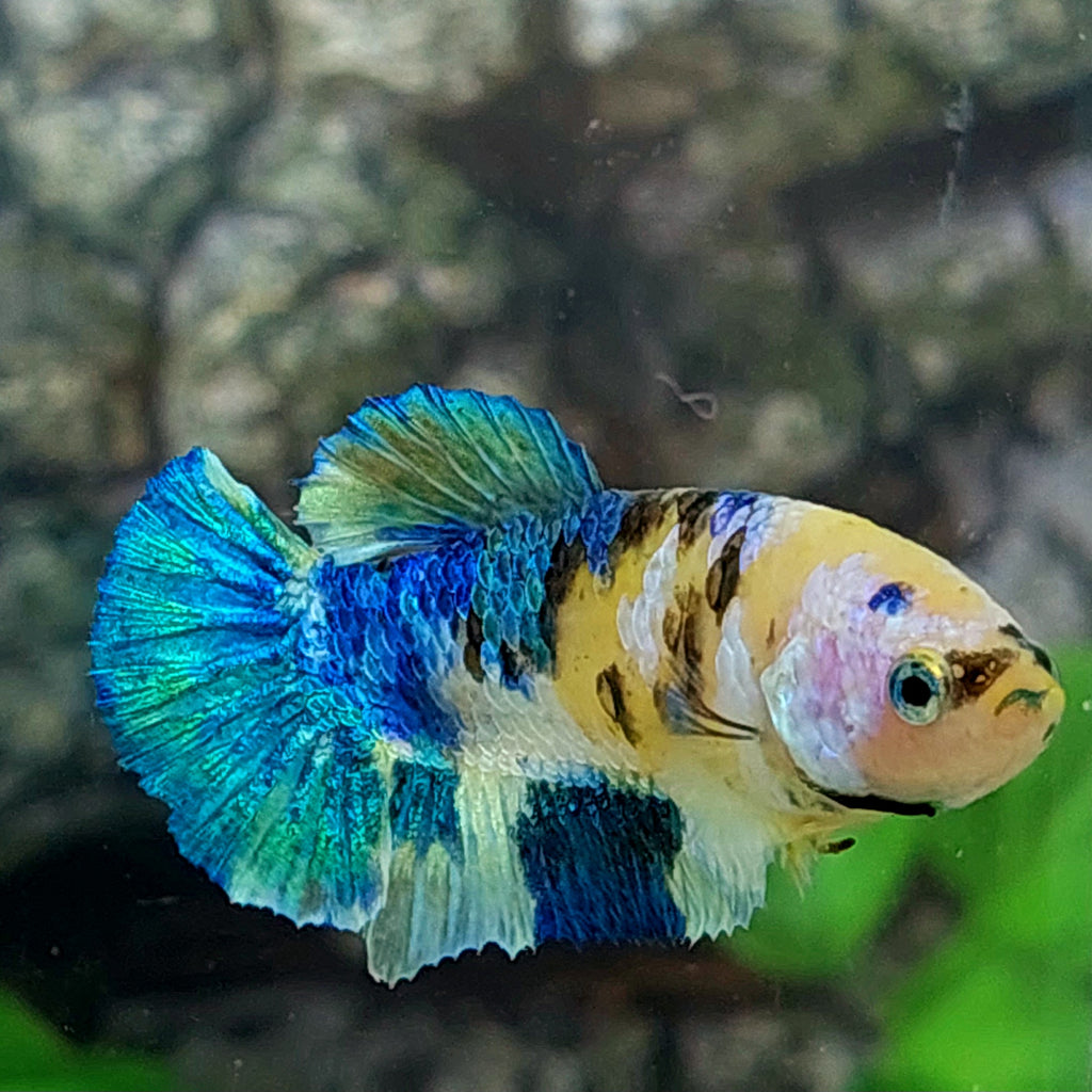 Amarillo cobre púrpura Koi Galaxy HMPK hembra para hermandad de mujeres tanque/raza