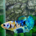 Amarillo cobre púrpura Koi Galaxy HMPK hembra para hermandad de mujeres tanque/raza