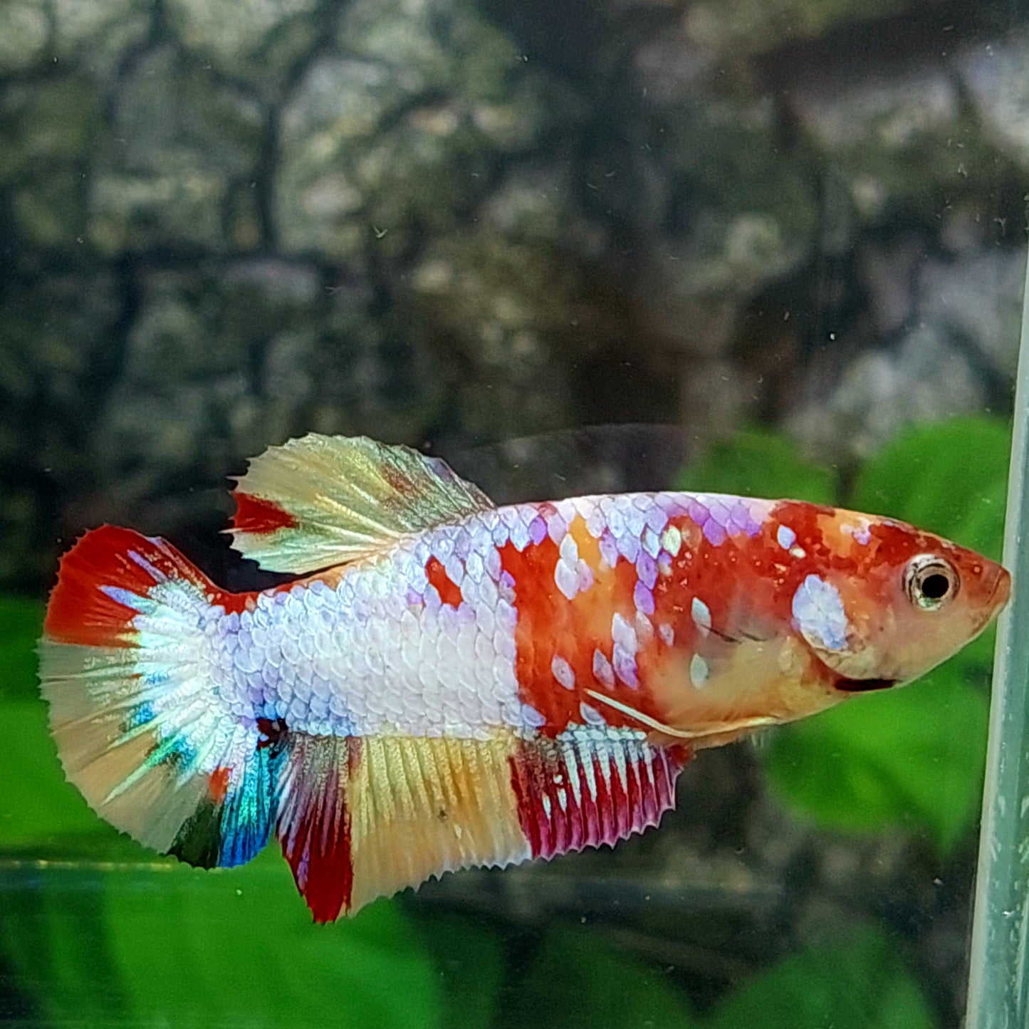 Multicolor Galaxy HMPK Female For Sorority Tank/Breed