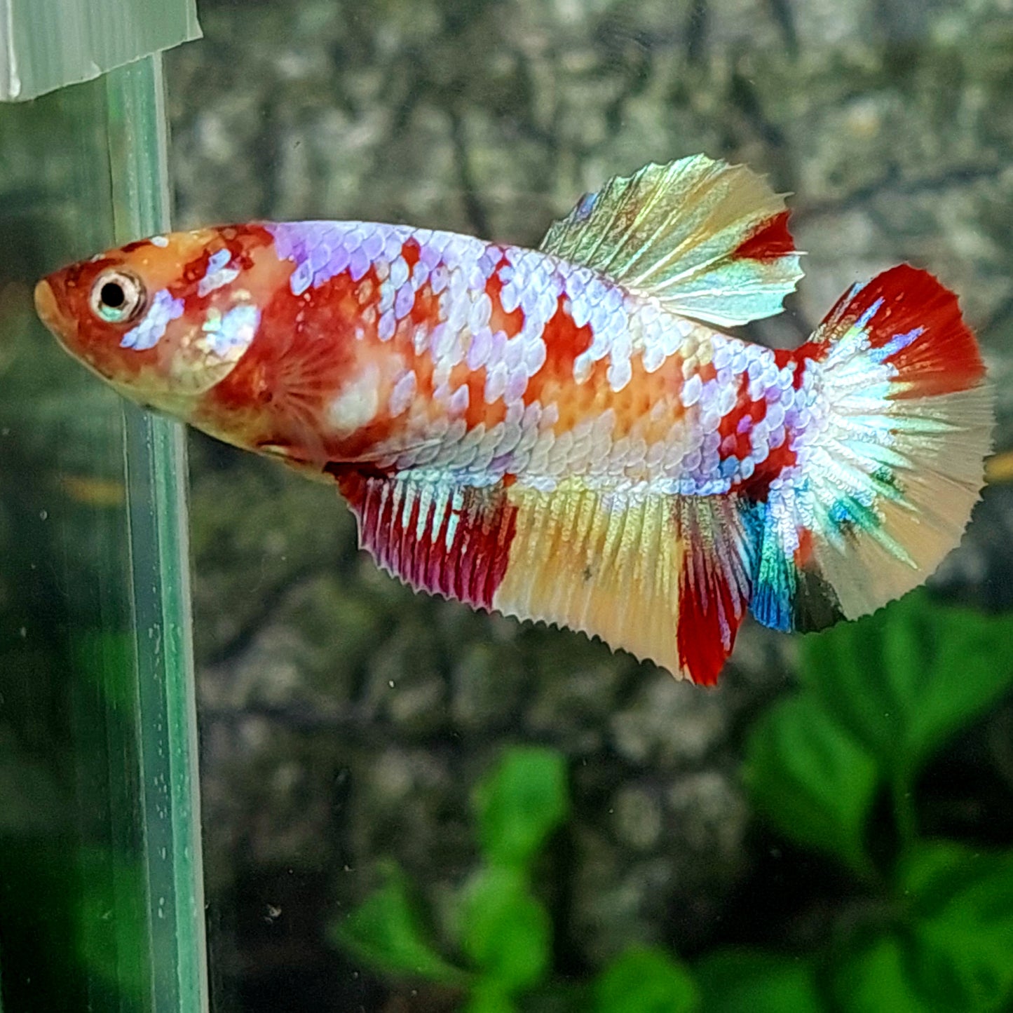 Multicolor Galaxy HMPK Female For Sorority Tank/Breed