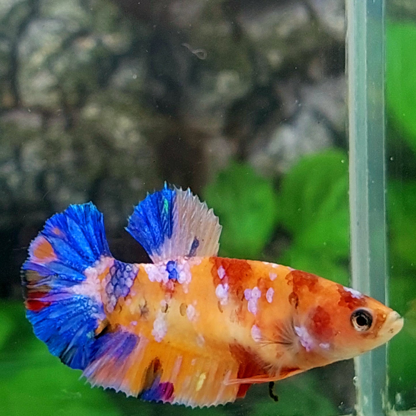 Multicolor Galaxy HMPK Female For Sorority Tank/Breed