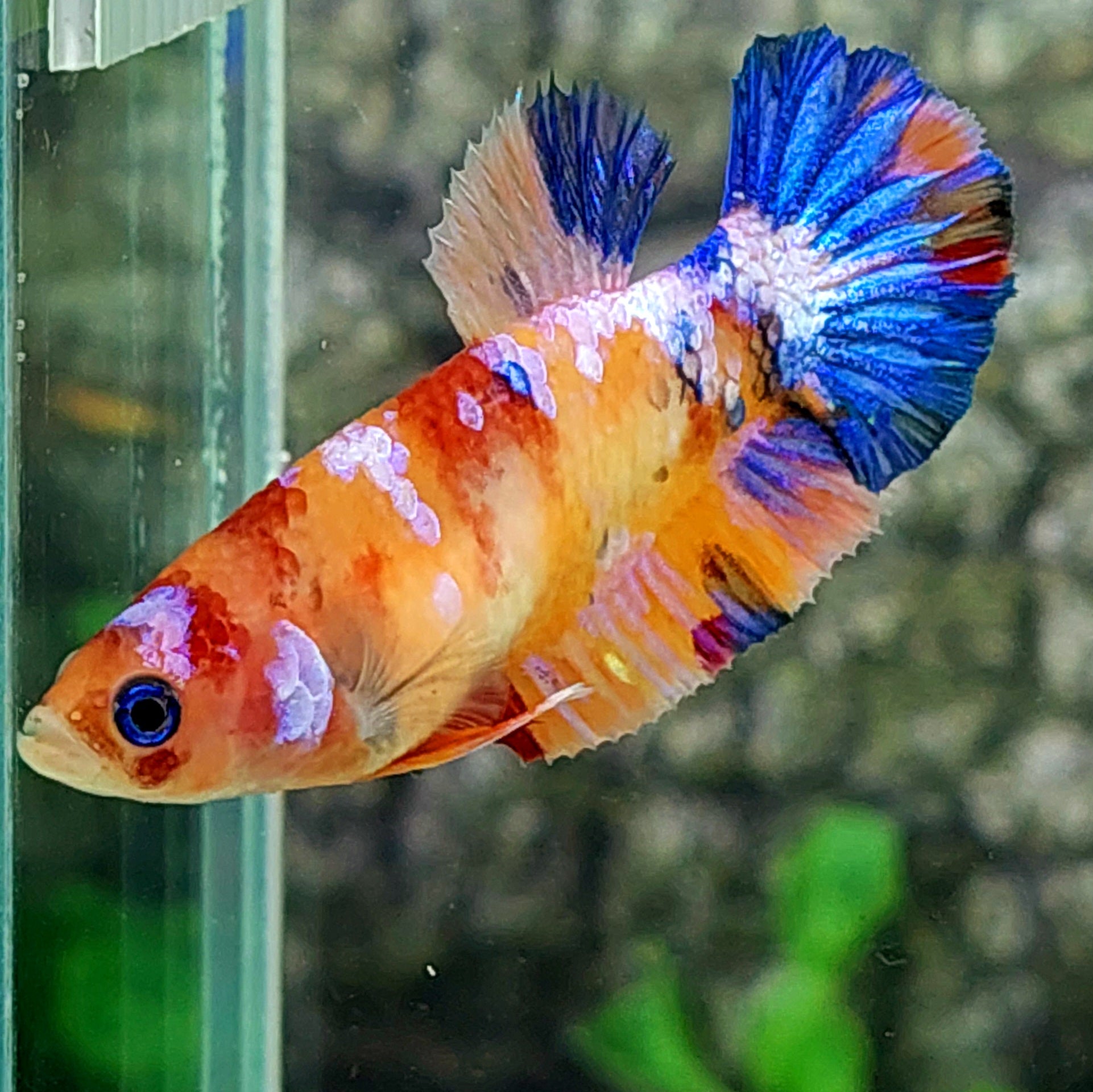 Multicolor Galaxy HMPK Female For Sorority Tank/Breed