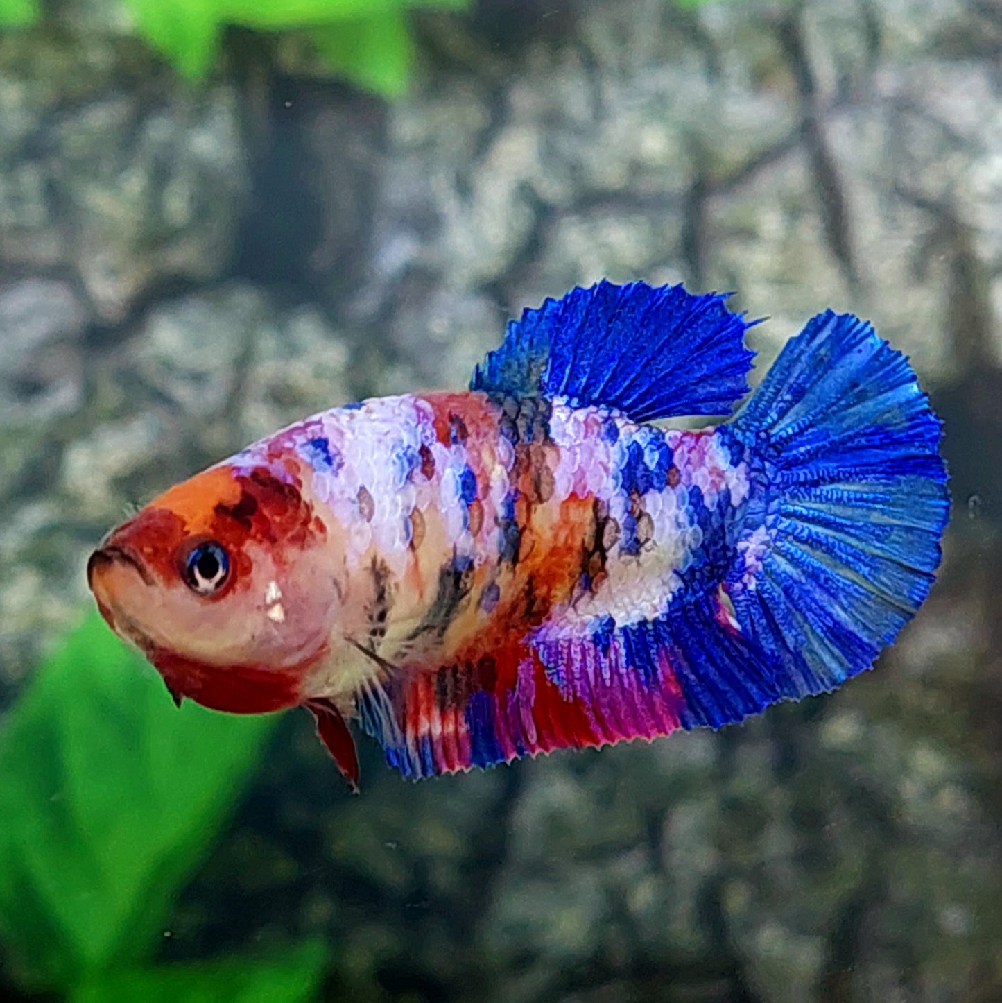 Multicolor Galaxy HMPK Female For Sorority Tank/Breed