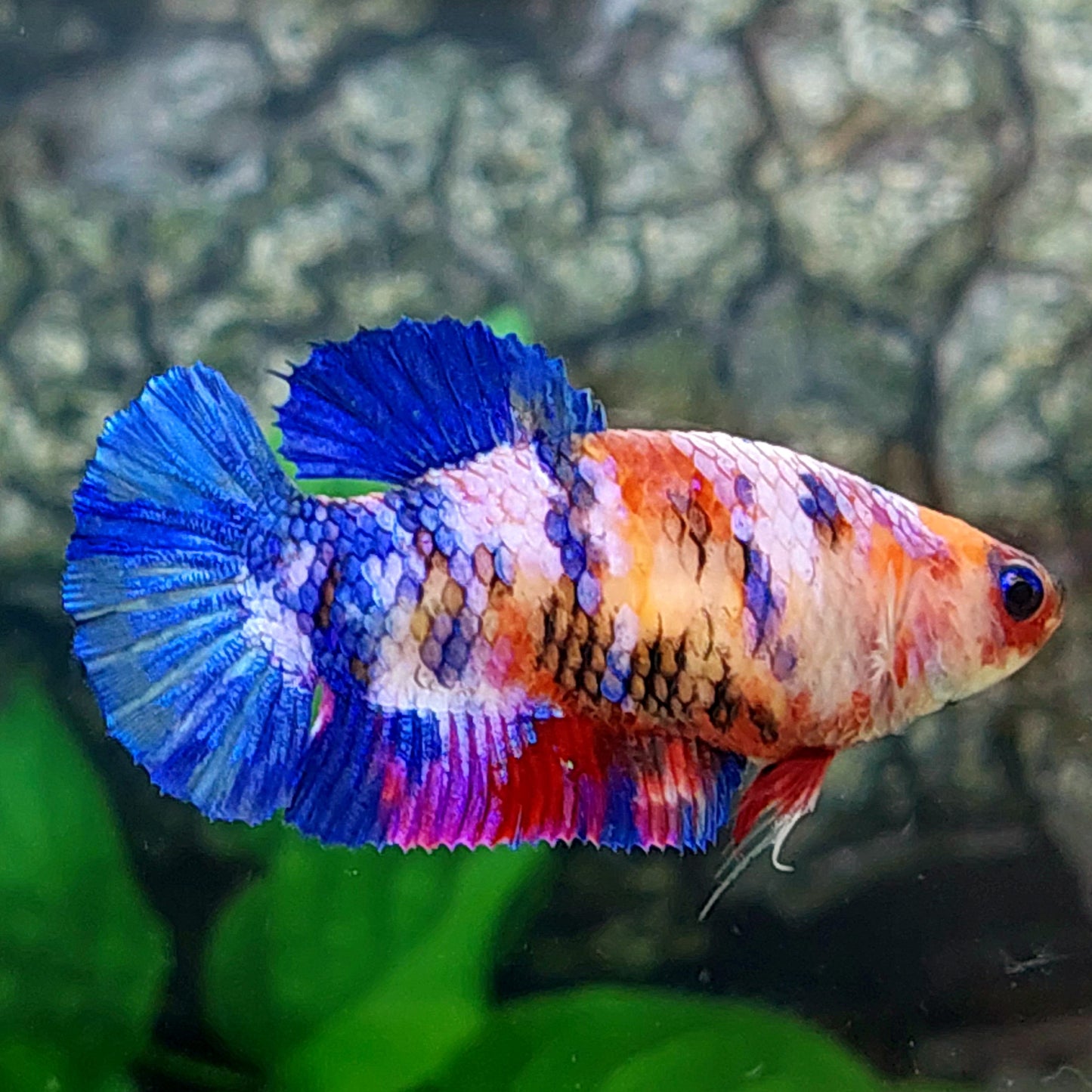 Multicolor Galaxy HMPK Female For Sorority Tank/Breed