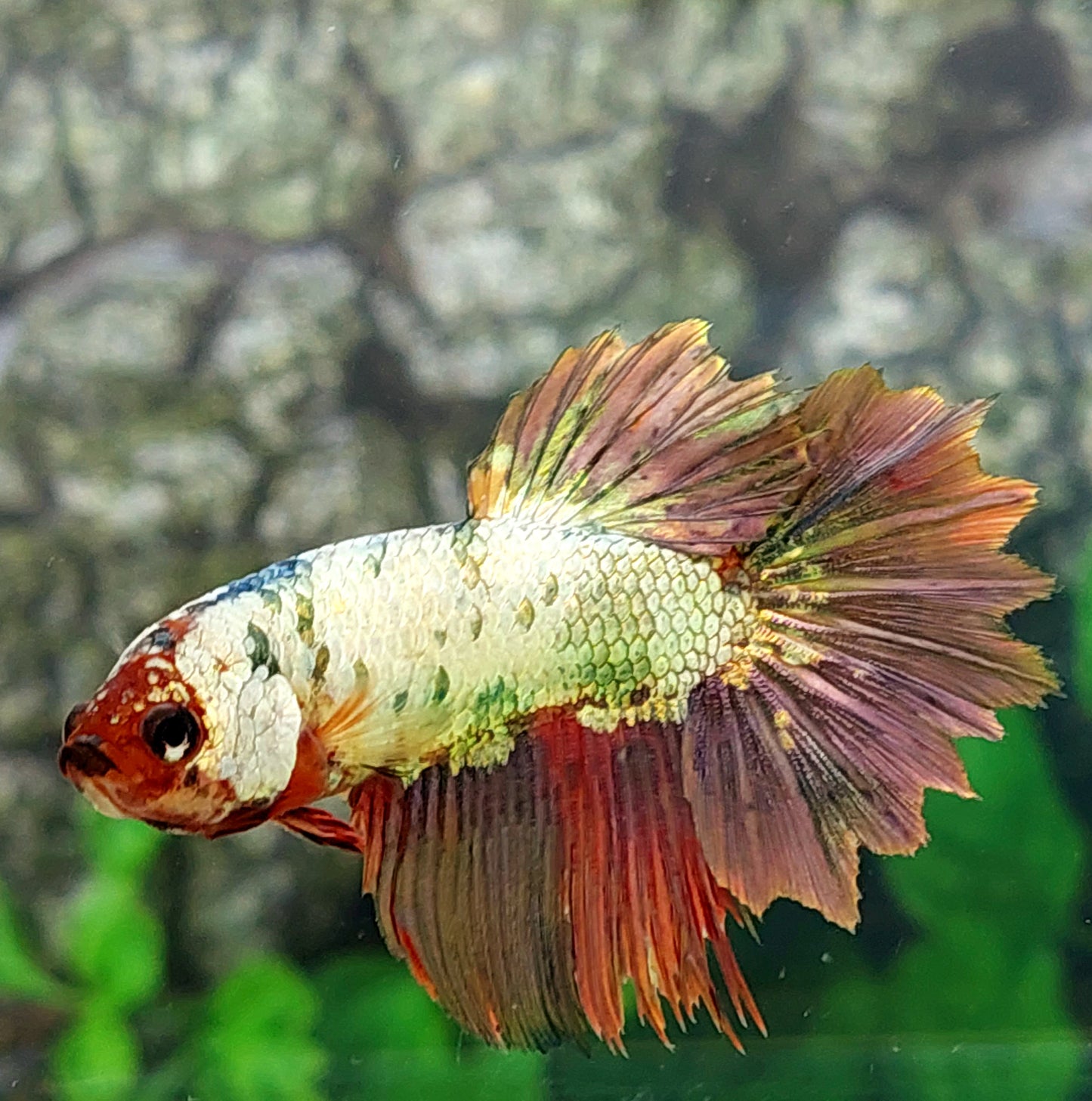 Multicolor Copper Purple Gold Suntail Halfmoon Female For Sorority Tank/Breed